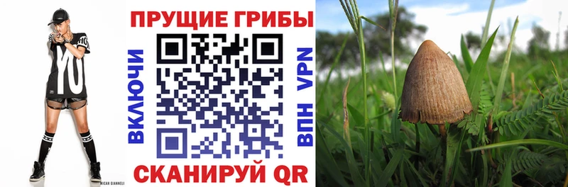 MEGA вход даркнет сайт Суздаль Галлюциногенные грибы Psilocybine cubensis